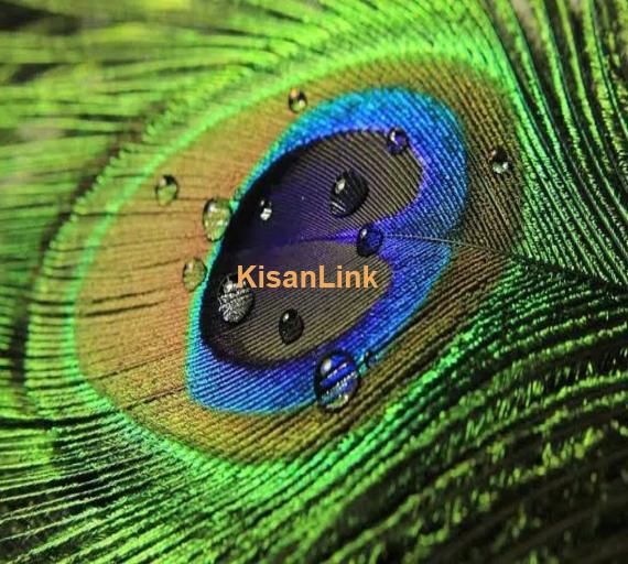 Peacock feathers of my own birds