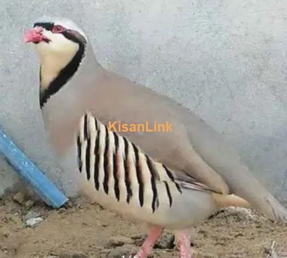 Chand chakor