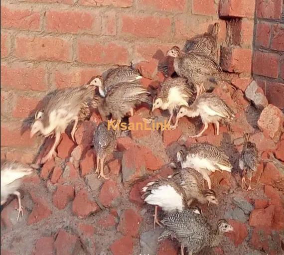 Tetri chakor chicks 2 month + old