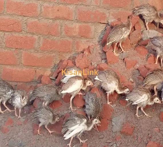 Tetri chakor chicks 2 month + old