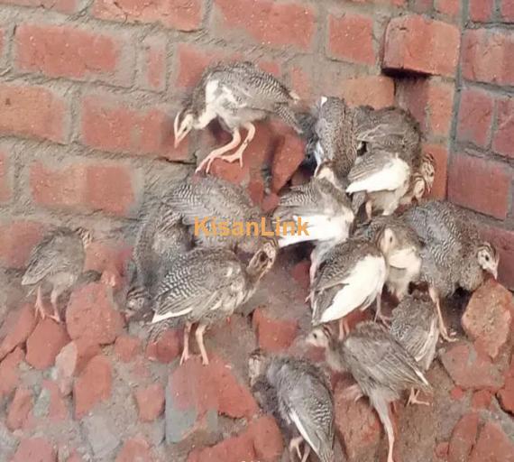 Tetri chakor chicks 2 month + old