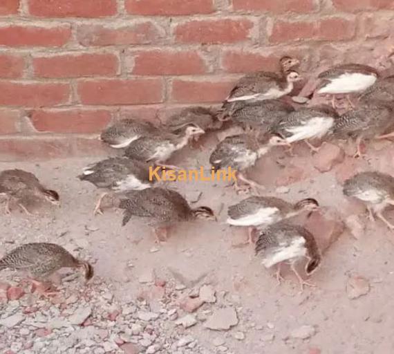 Tetri chakor chicks 2 month + old