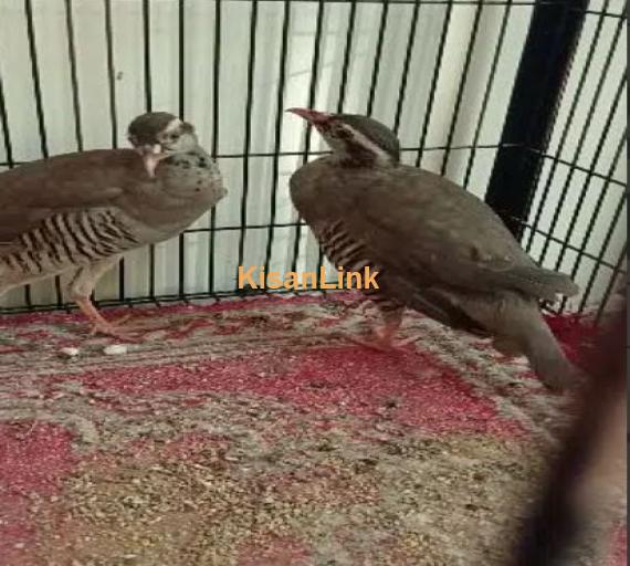pure maskati chakor chicks