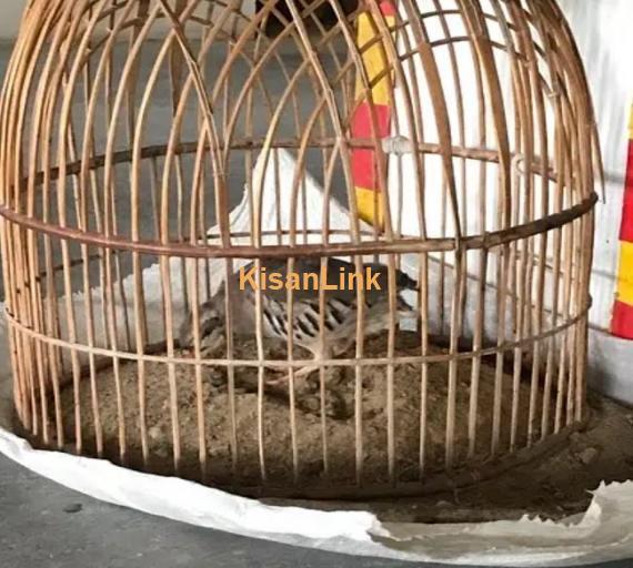Chkor chick for sale