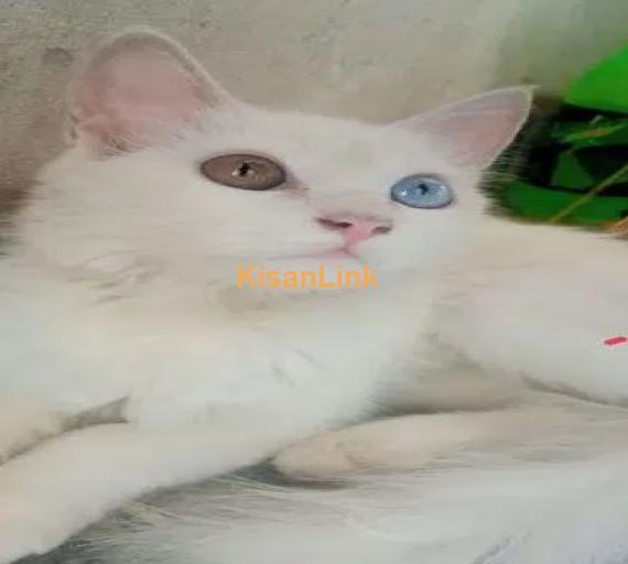 Turkish Angora non petigree