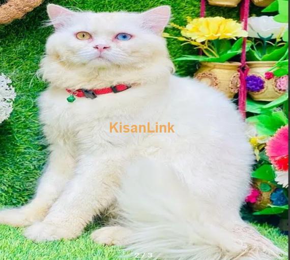 persian beautiful odd eyes male