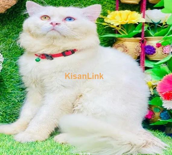 persian beautiful odd eyes male