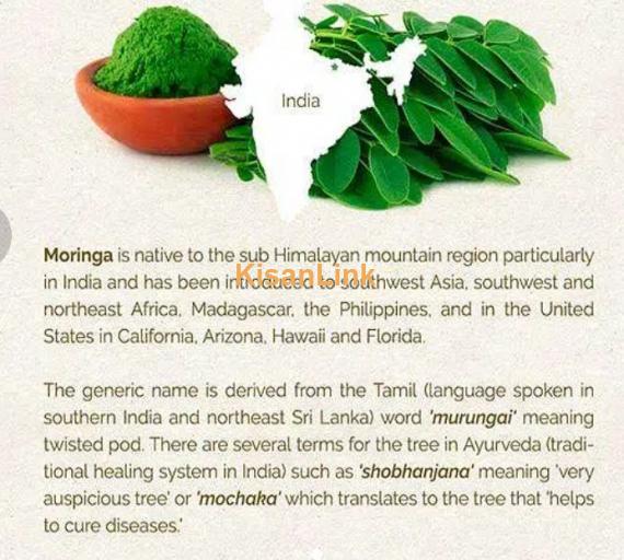 MORINGA PAKISTAN ORGANIC AND PURE: MORINGA OLEIFERA POWDER IN KARACHI