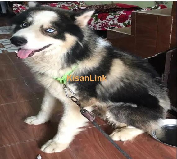 Siberian Husky Male Puppy Rex Dog For Sale