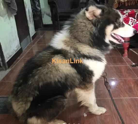 Siberian Husky Male Puppy Rex Dog For Sale