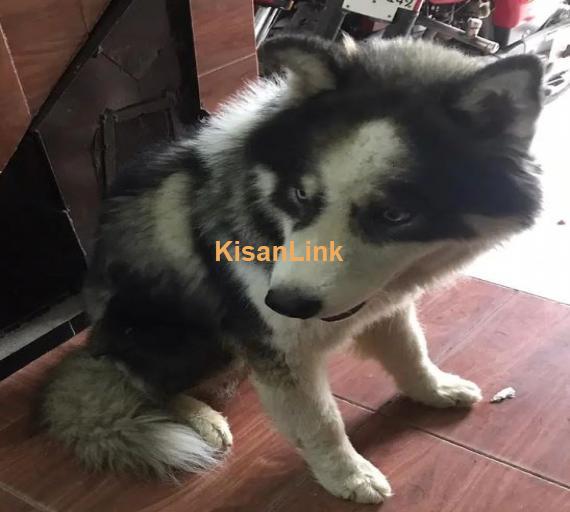 Siberian Husky Male Puppy Rex Dog For Sale