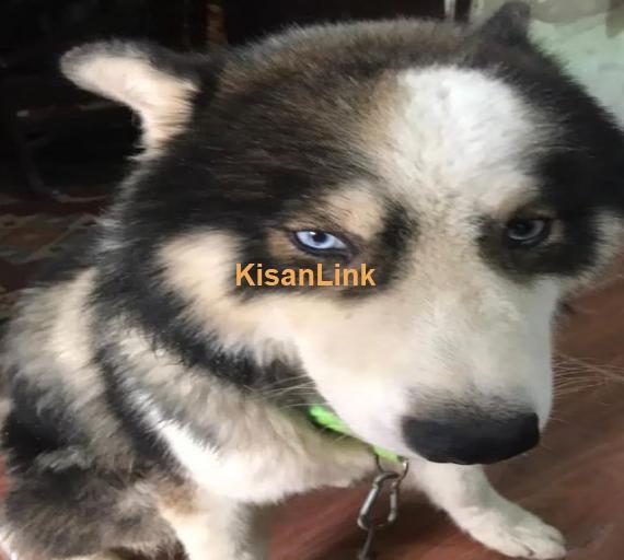 Siberian Husky Male Puppy Rex Dog For Sale