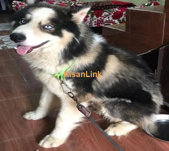 Siberian Husky Male Puppy Rex Dog For Sale