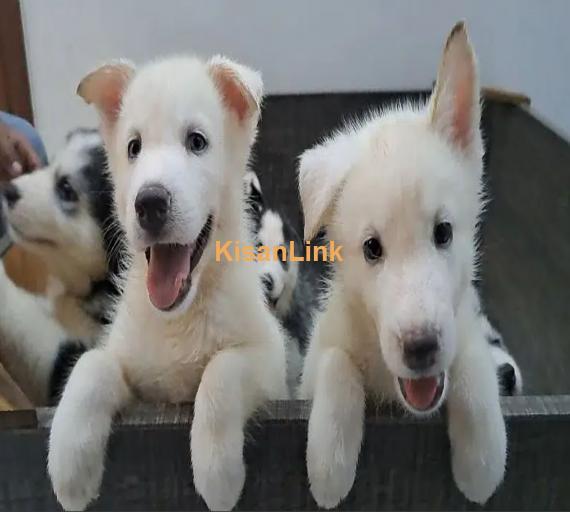 Siberian Husky puppies