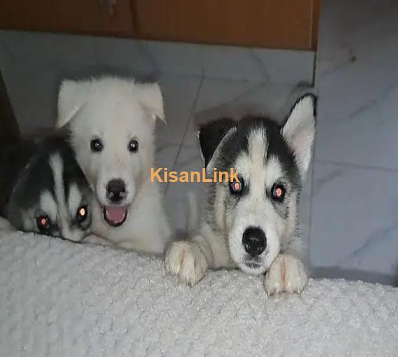 Siberian Husky puppies