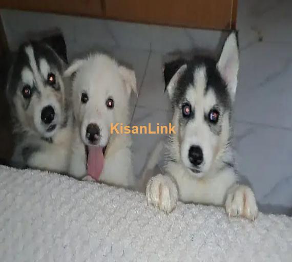 Siberian Husky puppies