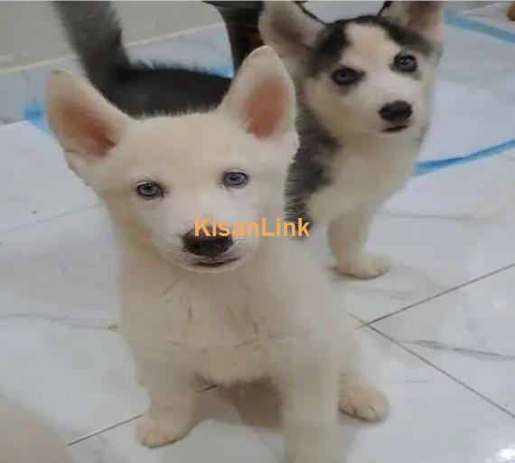 Siberian Husky puppies