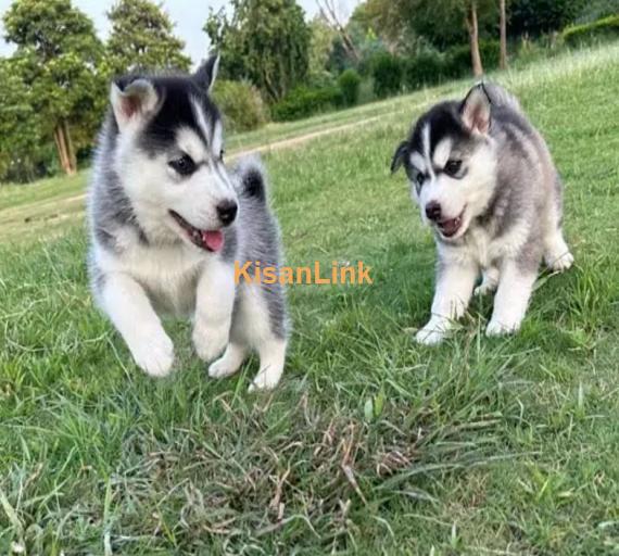 Siberian husky puppies for sale