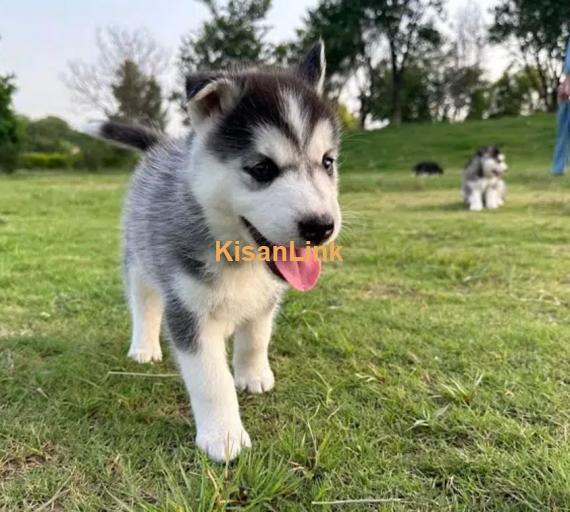 Siberian husky puppies for sale