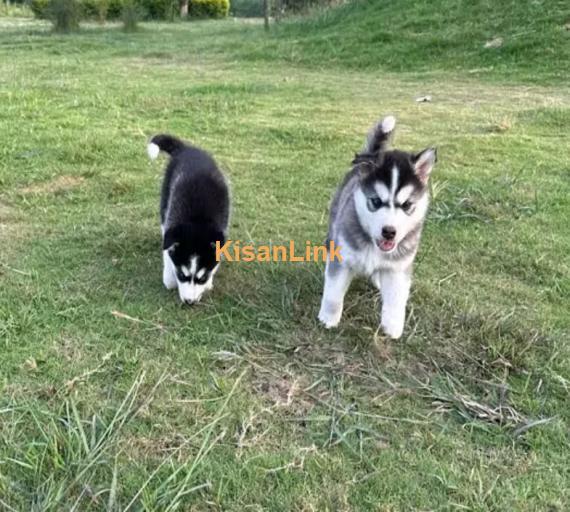 Siberian husky puppies for sale