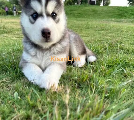 Siberian husky puppies for sale