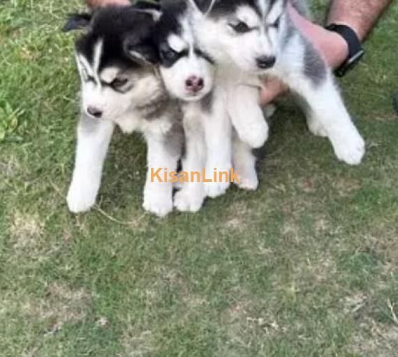 Siberian husky puppies for sale