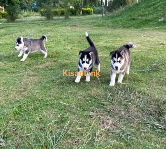 Siberian husky puppies for sale