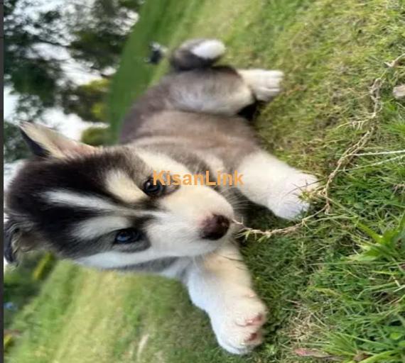 Siberian husky puppies for sale