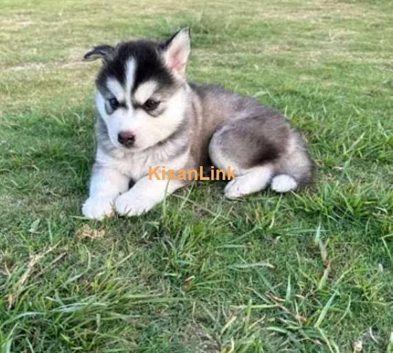 Siberian husky puppies for sale