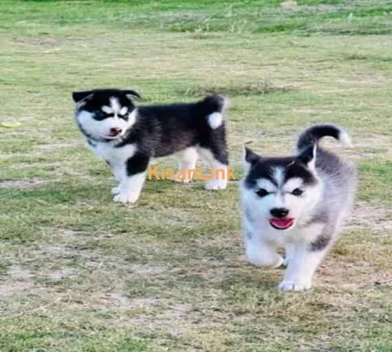 Siberian husky puppies for sale