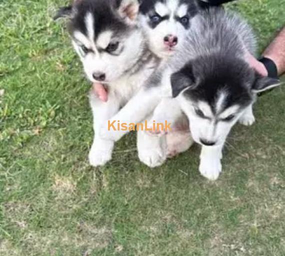 Siberian husky puppies for sale