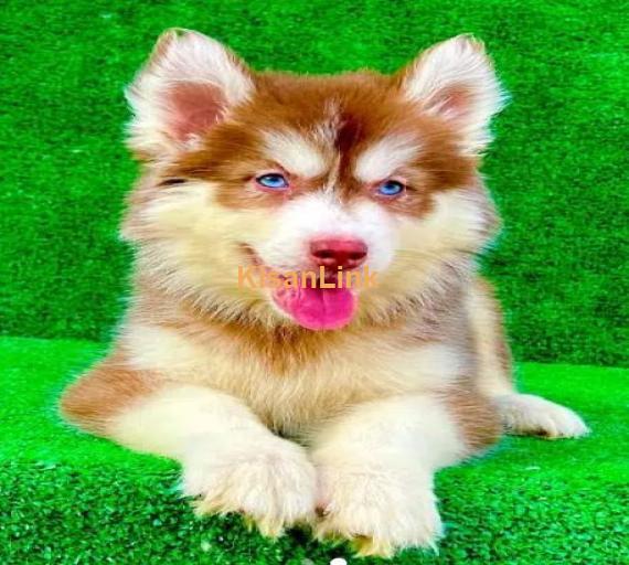 HIGH QUAKITY SIBIREAN HUSKY PUPPY FOR SALE