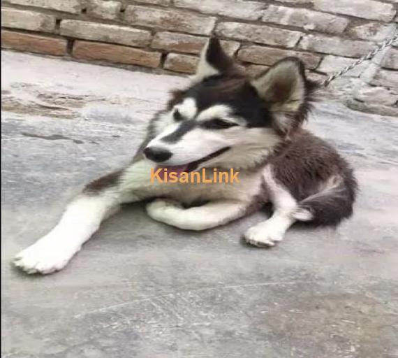 Trained Husky dog for sale