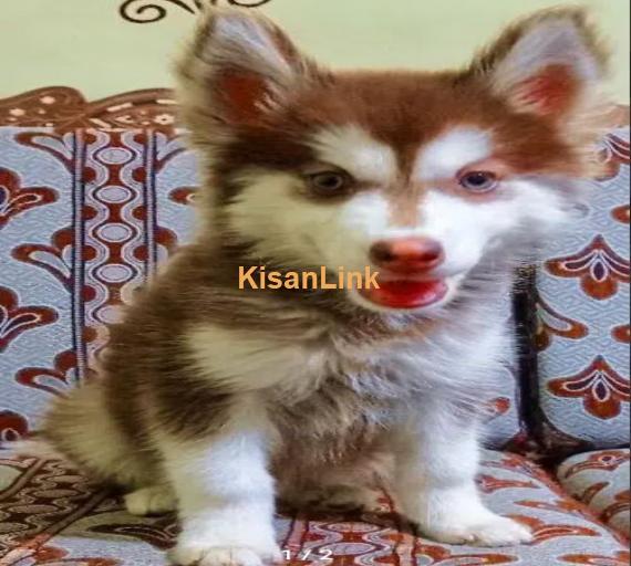 Husky Pup Available For sale in Copper Color