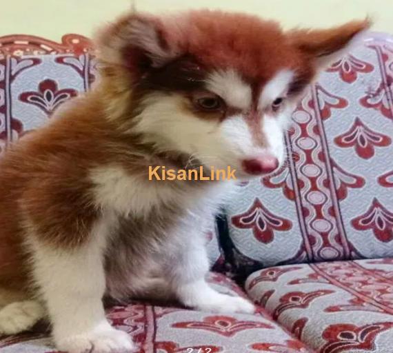 Husky Pup Available For sale in Copper Color