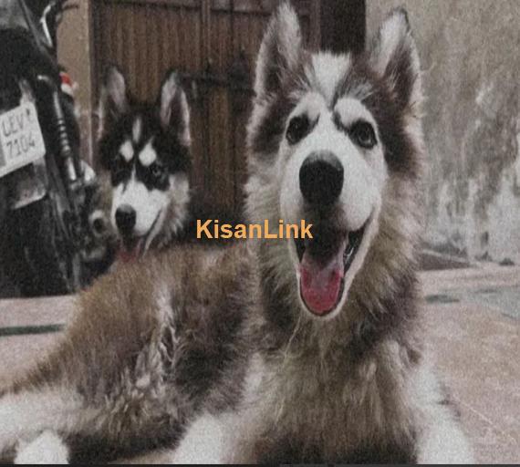 For Sale: Two Adorable Husky Puppies