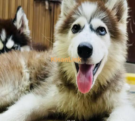 For Sale: Two Adorable Husky Puppies