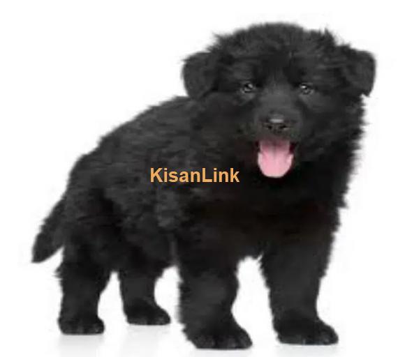 pedigree Black German shepherd puppies for sale
