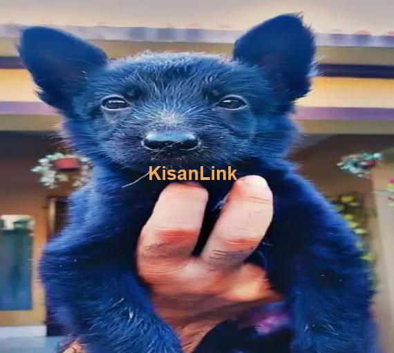 Black German Shepherd Puppies Top Quality