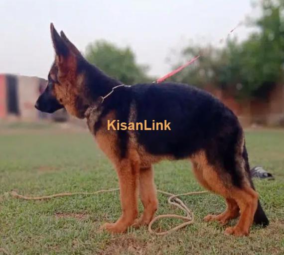 German shepherd puppies for sale