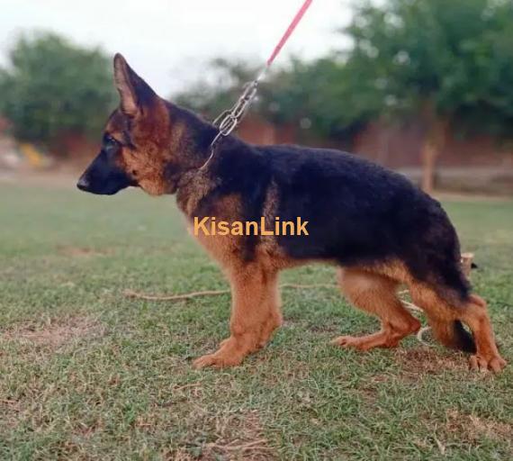 German shepherd puppies for sale