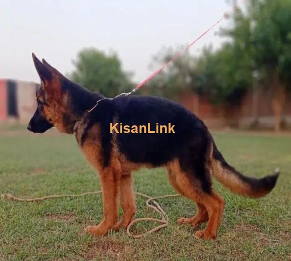 German shepherd puppies for sale