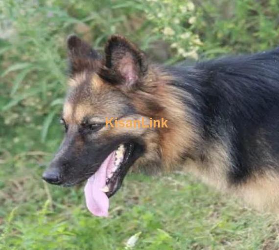 female German shepherd dog 18 months age