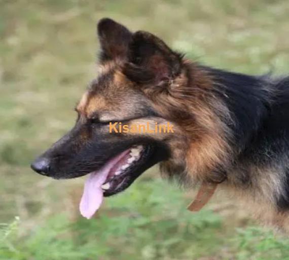 female German shepherd dog 18 months age