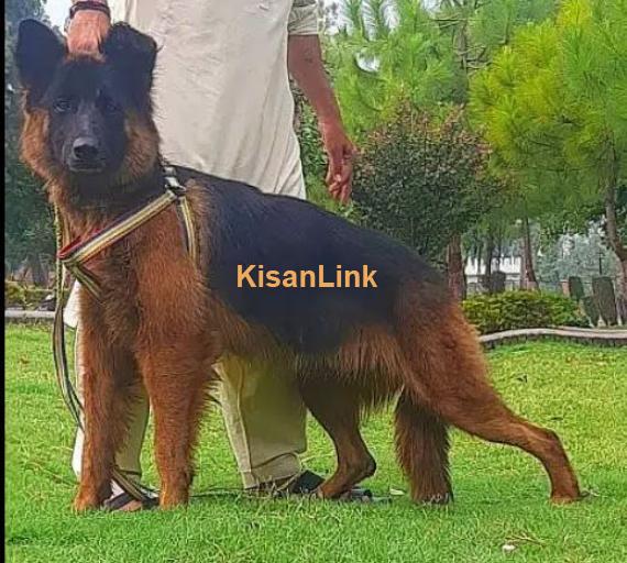 German shepherd female for sale