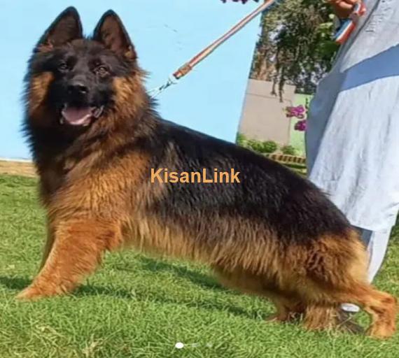 German Shepherd proper long coat mail heavy bone structure show qua