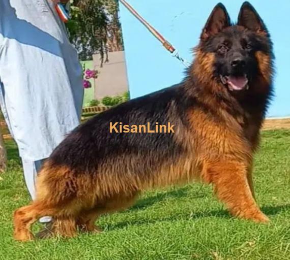 German Shepherd proper long coat mail heavy bone structure show qua