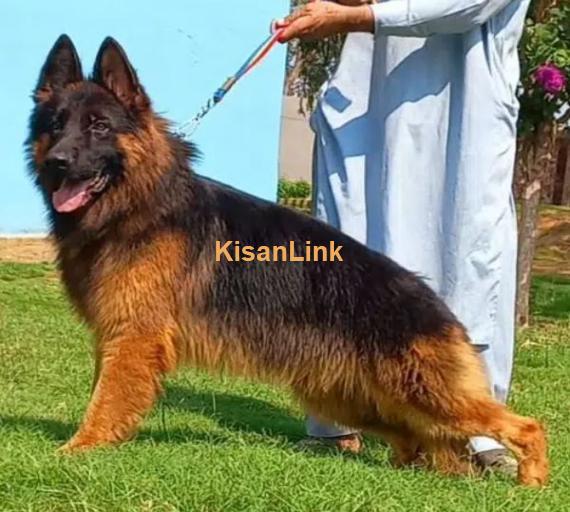 German Shepherd proper long coat mail heavy bone structure show qua