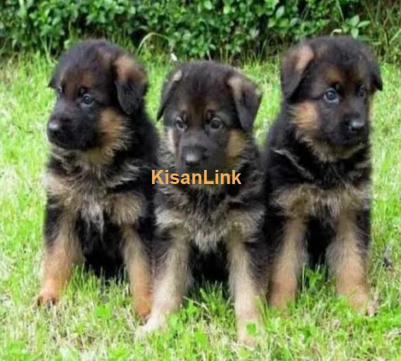 German Shepherd Puppies For Sale Perfect for Loving Families