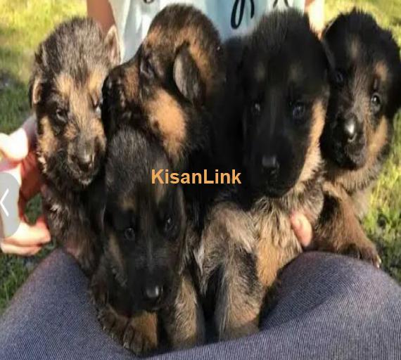 German Shepherd Puppies For Sale Perfect for Loving Families